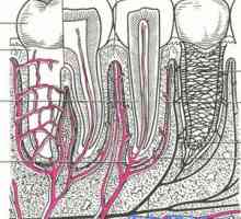 Structura parodonțiului și funcțiile sale