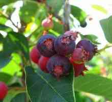 Proprietăți de berry, calități utile