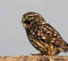 Owl: Cum arată o pasăre cu un strigăt plângător