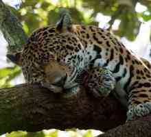 Jaguarul misterios de animale și unde locuiește