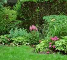 Shadeplant plante și flori: exemple de decor de grădină