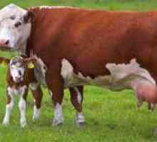 Bazele teoretice ale inseminării artificiale a vaci