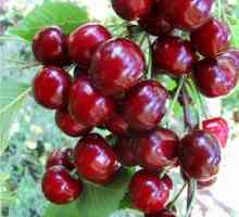 Cherry Tiutchev: descrierea soiului, reguli de plantare și îngrijire