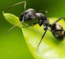 Interpretarea somnului - despre ce viseaza furnicile?