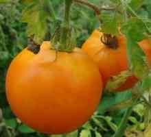 Tomat de curcan: Caracteristicile și descrierea varietății