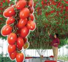 Arborele de tomate: crește într-o seră și teren deschis