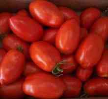 Tomate Rio grande. Descrierea și caracterizarea soiului