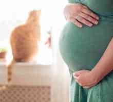 A treizecea săptămână de sarcină - ce arată burta, ce se întâmplă