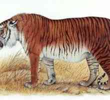 Turan (tigru transcaucazian sau caspian): dispariția