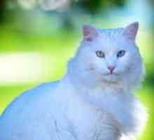 Angora turcă: o descriere a rasei de pisici