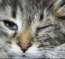 Pisica are unul sau ambii ochi udati: cauzele