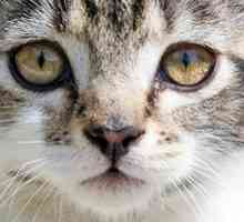 Pisicul are ochi aprinși: motivele și ce trebuie să facă