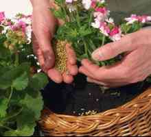 Îngrășăminte pentru flori: tipuri și descrierea fertilizării