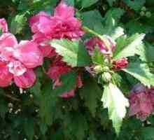 Îngrijirea și nămolul hibiscului sirian
