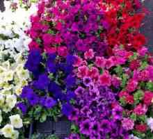 Petunia îngrijire și flori de cultivare la domiciliu