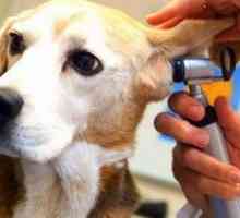 Acarianul acarian la câini, tratamentul acarienilor