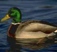 Duck mallard: ce hrănește în sălbăticie, stilul de viață