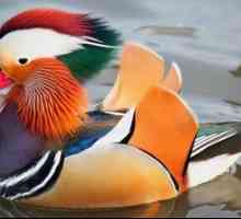 Duck rață mandarin în cazul în care există o pasăre de tangerine interesant