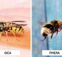 Care sunt diferențele dintre albine și viespi