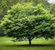În ce condiții este necesar să crească un copac carpen