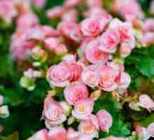 Everflowering begonia: îngrijire și întreținere la domiciliu