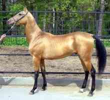 Minunat și grațios - calul kauraya și culoarea costumului ei
