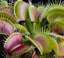 Venus flytrap (dionea): îngrijire la domiciliu