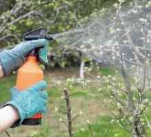 Tratarea de primăvară a copacilor de la boli și dăunători