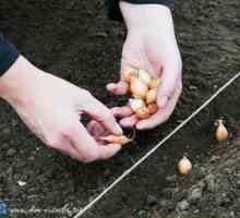 Primăvara: timpul pentru a planta ceapa (învățăm să planificăm corect)