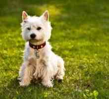 West Terrier White Highland - Descriere Terrier alb