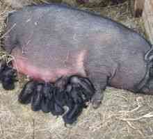Porci vietnamezi: îngrijirea și reproducerea porcilor vislobryuh