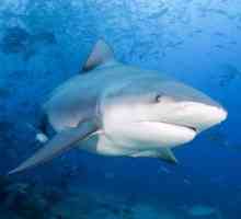 Tipuri de rechini: o descriere a claselor și a soiurilor
