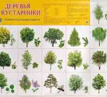Tipurile și numele copacilor din Rusia și Moscova