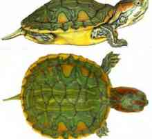Tipuri și trăsături ale broaștelor de țestoase