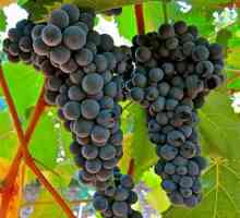 Soiuri de struguri de vin: caracteristici de bază