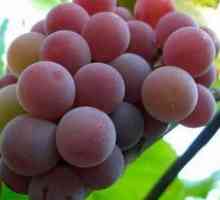 Grape Cardinal: Descriere și caracteristici ale soiurilor