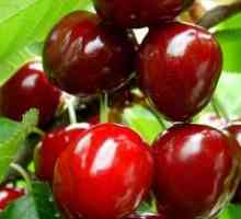 Cherry Turgenevka: Descrierea varietății