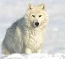 Aspect și trăsături ale lupilor polari (nordici)