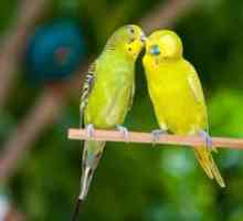 Papagalii înverziți: câți ani trăiesc în natură și acasă