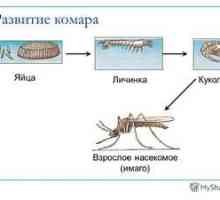 Totul despre țânțari: principala specie, dezvoltarea larvelor