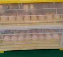 Exploatarea ouălor de pui într-un incubator automat