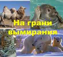Animale pe cale de dispariție pe teritoriul Rusiei, specii de plante pe cale de dispariție