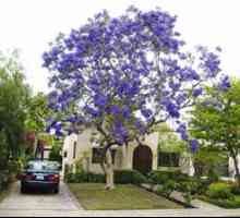 Cultivarea copacului violet din semințe la domiciliu