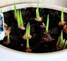 Cultivarea gladioli: ce adâncime de plantare
