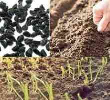 Cultivarea de ceapa si ceapa de ceapa neagra si ceapa pentru un sezon