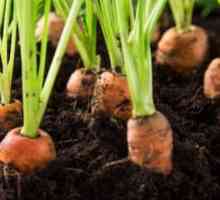 Morcovi în creștere: cum să crească și să aibă grijă