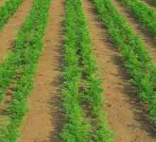 Cultivarea morcovilor pe teren deschis