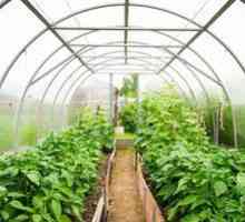 Cultivarea castravetilor in sera din policarbonat: plantare, boala, ingrijire