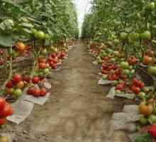Cultivarea tomatelor într-o seră din policarbonat