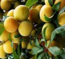 Cultivarea unei varietăți de prune de cireș a sciților